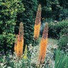 foxtail lily