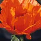 oriental poppy