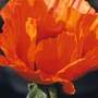 oriental poppy