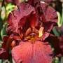 bearded iris
