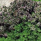 Oregano Seeds Average Seeds 1200