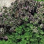 Oregano Seeds