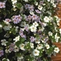 Bacopa