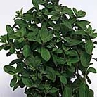 Sweet Marjoram Seeds Average Seeds 1500