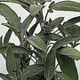 Sage Seeds