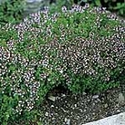 Thyme Seeds
