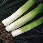 Leek Toledo Seeds Average seeds 300