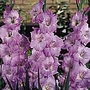Gladioli Large Flowered Collection Pack of 60 Corms (10 of each variety) - GREAT VALUE