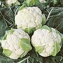 Cauliflower Collection Plants Pack of 48 Plug Plants (16 of each variety) - SAVE £1.90!