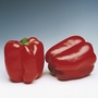 Capsicum Denver F1 Plants Pack of 5 Pot Ready Plants - Delivery early April