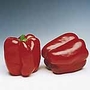 Capsicum Denver F1 Plants Pack of 5 Pot Ready - Delivery early May