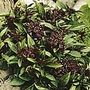 Basil Siam Queen Plants Pack of 5 Pot Ready Plants