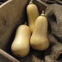 Squash Cobnut F1 Plants Pack of 5 Pot Ready Plants