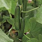 Outdoor Salad Plant Collection Pack of 24 Plants + 2 packets of Seed