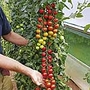Tomato Grafted Plant Collection Pack of 5 Pot Ready Plants (1 of each variety) - Delivery early May