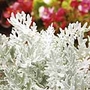 Cineraria Maritima Silverdust Plants Pack of 20 Easiplants