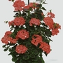 Geranium (Climbing) Antik Plants - ORANGE Pack of 3 Pot Ready Plants - ORANGE
