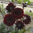 Dahlia Chocolate Plants Pack of 6 Pot Ready Plants - SAVE £3.95!