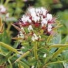 Cleome Hairy Fairy Seeds