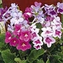 Streptocarpus Dragon Mixed F1 Seeds Average Seeds 50
