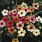 Thunbergia African Sunset Seeds