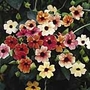 Thunbergia African Sunset Seeds