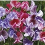 Sweet Pea Madame Butterfly Seeds