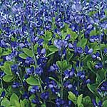 Baptisia Australis Seeds Average Seeds 45