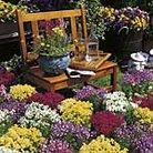 Linaria Fantasy Spring Mixed Seeds