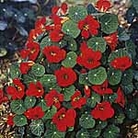 Nasturtium Princess of India Seeds