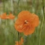 Papaver Tangerine Parfait - Easicote Seeds
