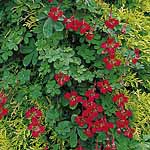 Tropaeolum Aloha Seeds 10 Seeds