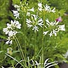 Agapanthus Snow White Seeds