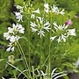 Agapanthus Snow White Seeds