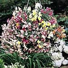 Antirrhinum Lampion Seeds