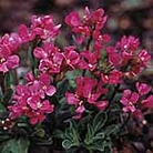 Arabis Red Sensation Seeds