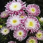 Aster Mallowpuff Seeds