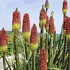 Kniphofia Ticklestick Seeds