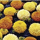Marigold (African) Marvel Mixed F1 Seeds
