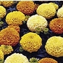 Marigold (African) Marvel Mixed F1 Seeds