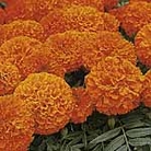 Marigold (African) Space Hopper Seeds
