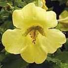Mimulus Big Boy Lemon Yellow F1 Seeds