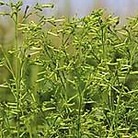 Nicotiana Meercat Seeds