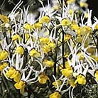 Nemesia Masquerade Seeds
