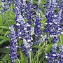 Salvia Farinacea Fairy Queen Seeds