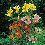 Alstroemeria Ligtu Hybrids Seeds Average Seeds 30