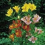Alstroemeria Ligtu Hybrids Seeds Average Seeds 30