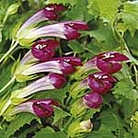 Asarina Red Dragon Seeds