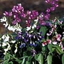 Lathyrus Vernus Rainbow Seeds 20 Seeds