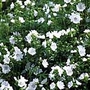 Malva Moschata Alba Seeds